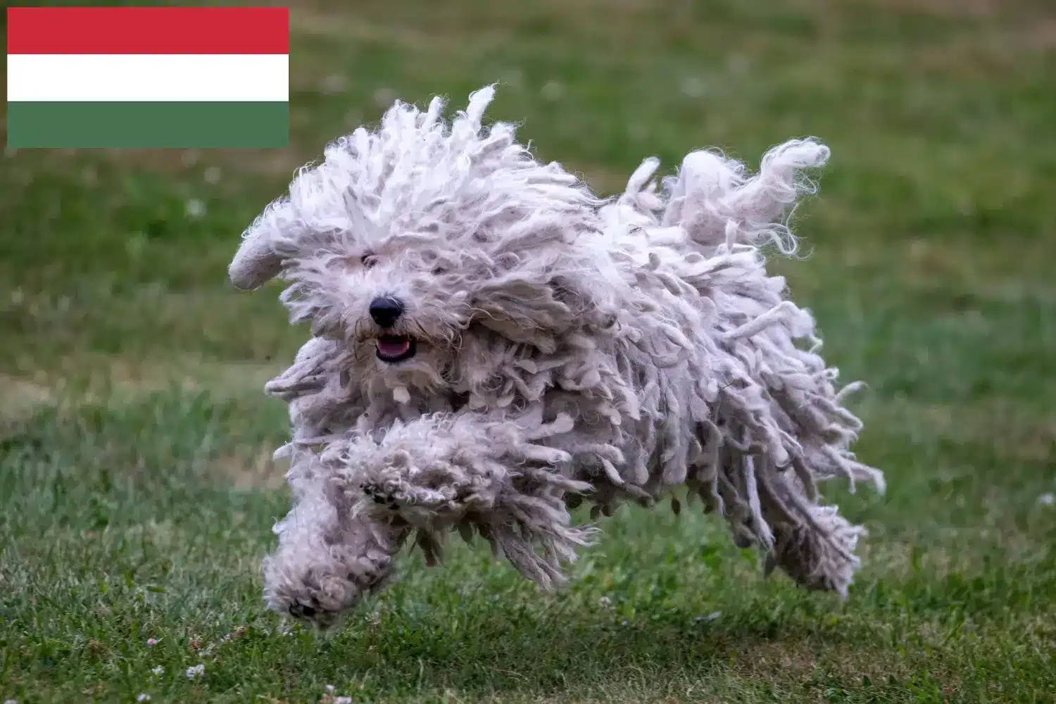 Puli szczenięta i hodowcy Węgry Tutaj można znaleźć hodowców Pulis w Węgry.