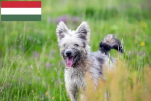 Read more about the article Hodowcy i szczenięta Pumi w Węgry