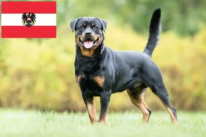 Read more about the article Hodowcy rottweilerów i szczenięta w Austrii