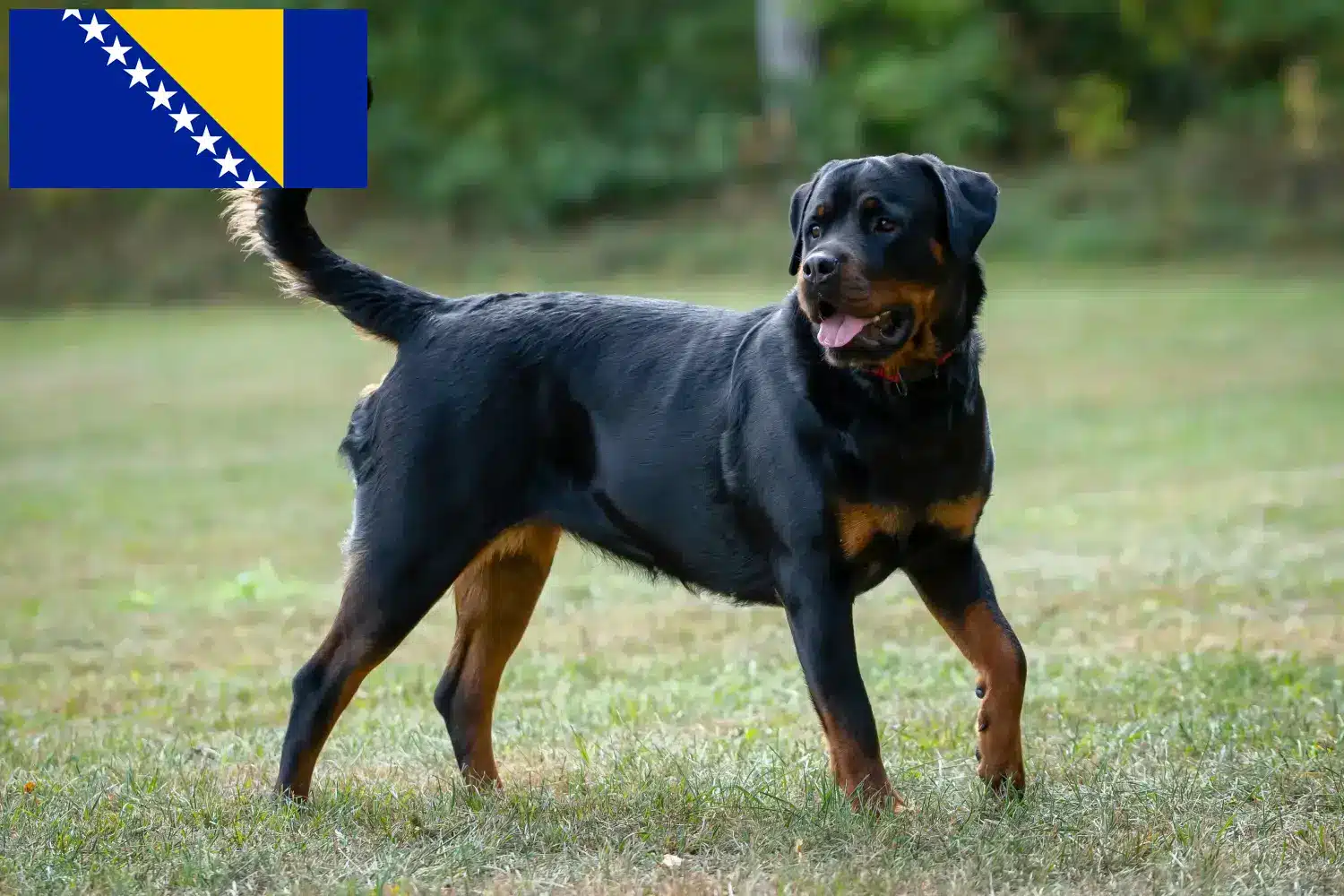 Szczenięta i hodowcy rottweilerów Bośnia i Hercegowina Znajdź hodowców rottweilerów w Bośni i Hercegowinie.