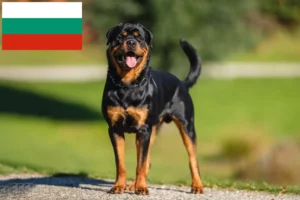 Read more about the article Hodowcy i szczenięta rottweilerów w Bułgaria