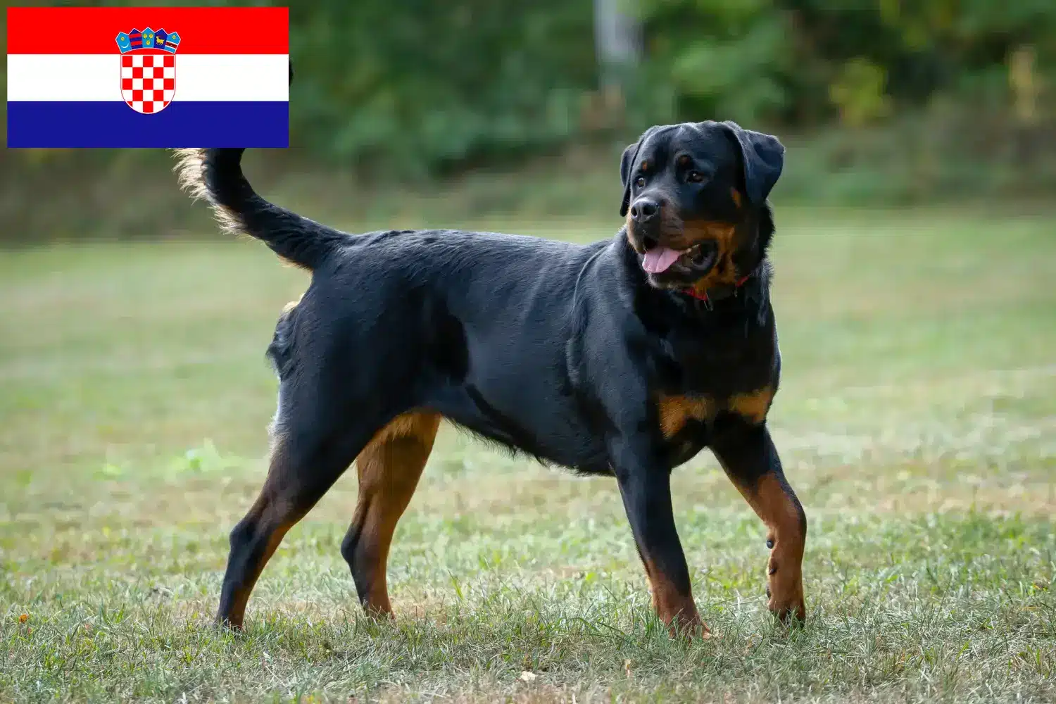 Rottweiler szczenięta i hodowcy Chorwacja Znajdź hodowców rottweilerów w Chorwacja tutaj.