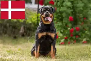 Read more about the article Hodowcy rottweilerów i szczenięta w Danii