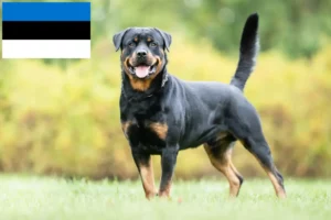Read more about the article Hodowcy rottweilerów i szczenięta w Estonii