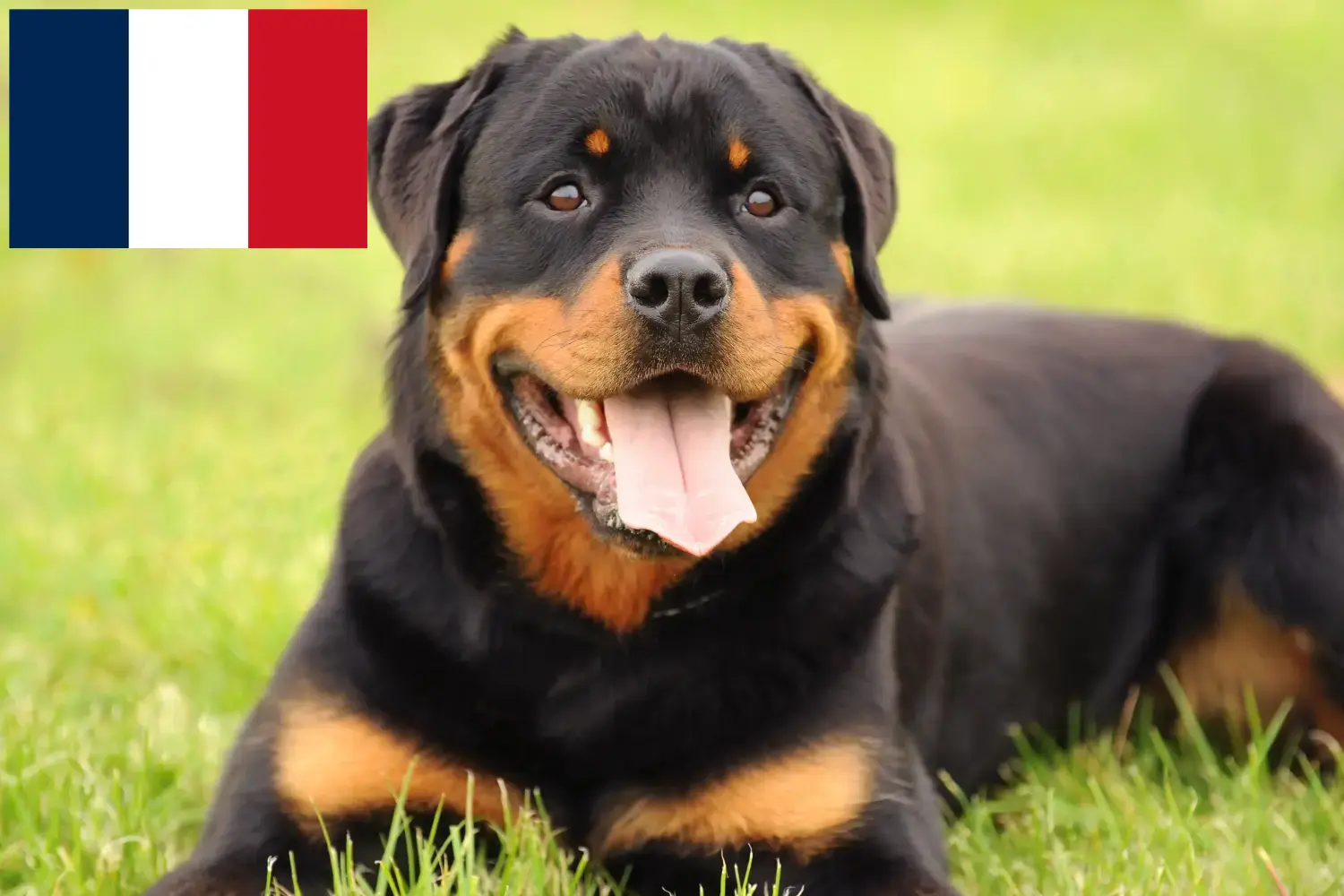 Rottweiler szczenięta i hodowcy Francja Tutaj znajdziesz hodowców rasy Rottweiler w Francja.