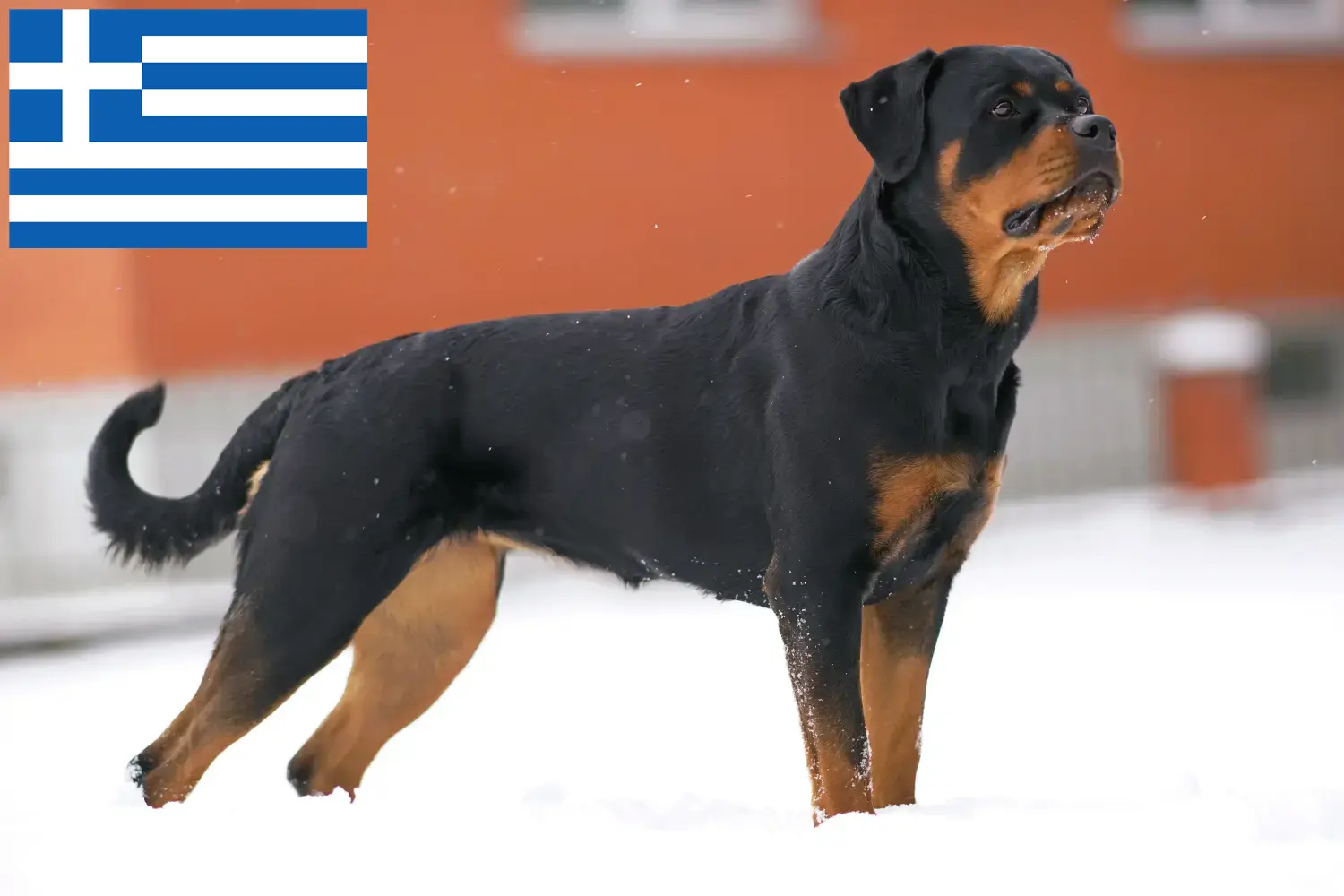 Szczeniaki i hodowcy rottweilerów Grecja Znajdź hodowców rottweilerów w Grecja tutaj.
