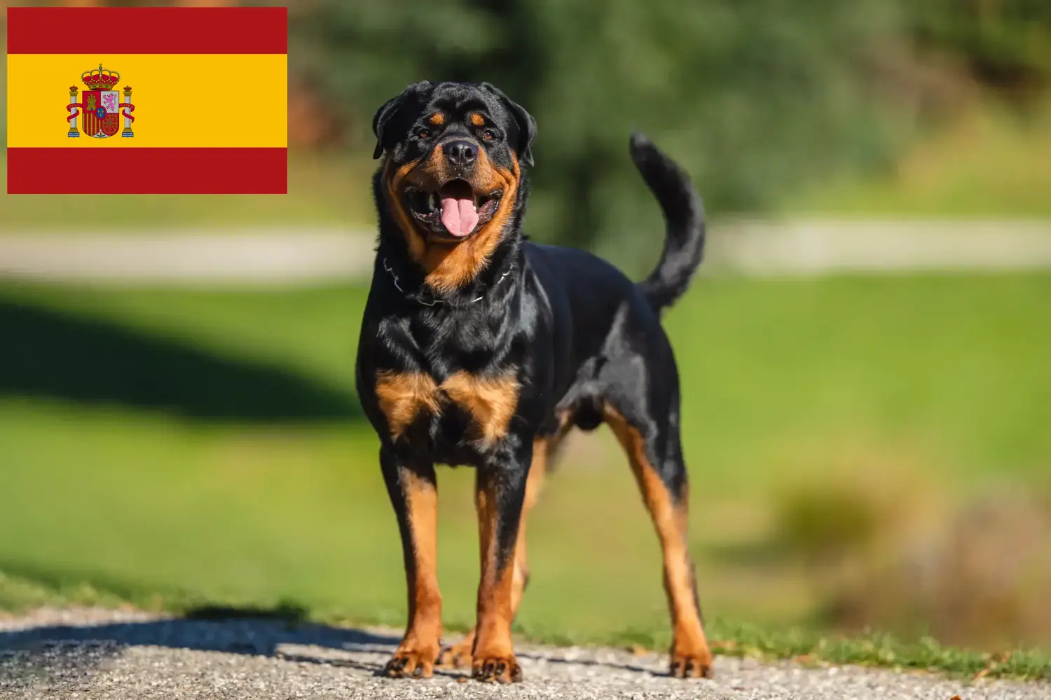 Read more about the article Hodowcy rottweilerów i szczenięta w Hiszpanii