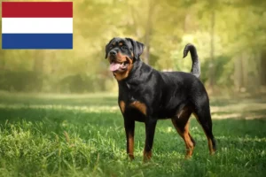Read more about the article Hodowcy rottweilerów i szczenięta w Holandii