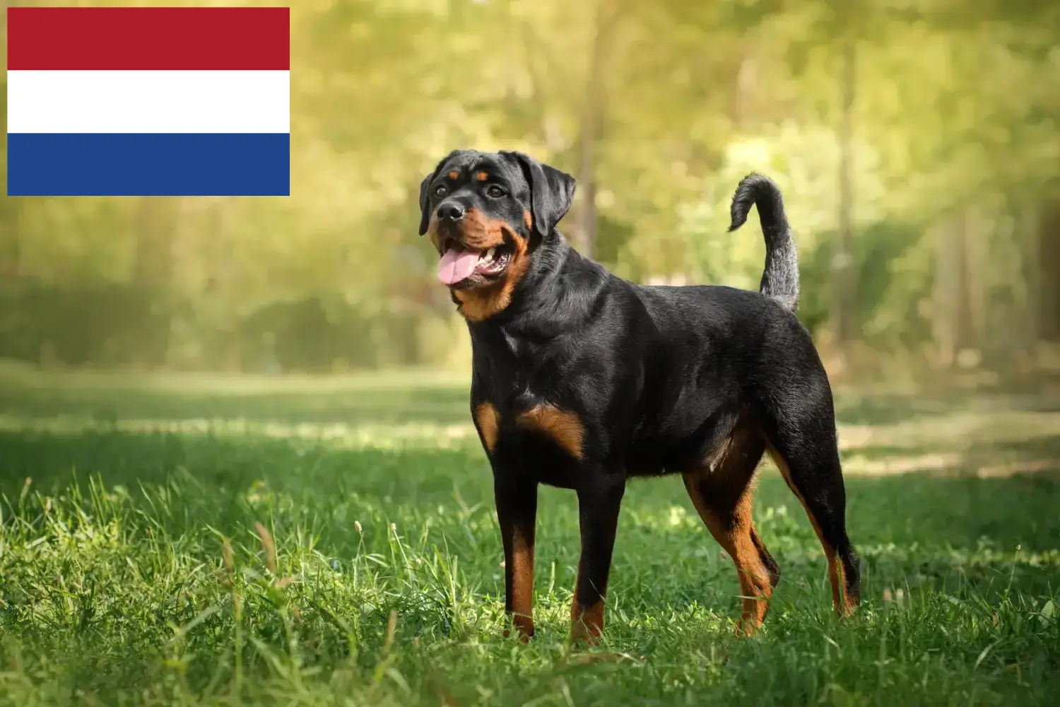 Rottweiler szczenięta i hodowcy Holandia Tutaj znajdziesz hodowców rasy Rottweiler w Holandia.