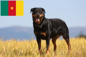 Read more about the article Hodowcy rottweilerów i szczenięta w Kamerunie