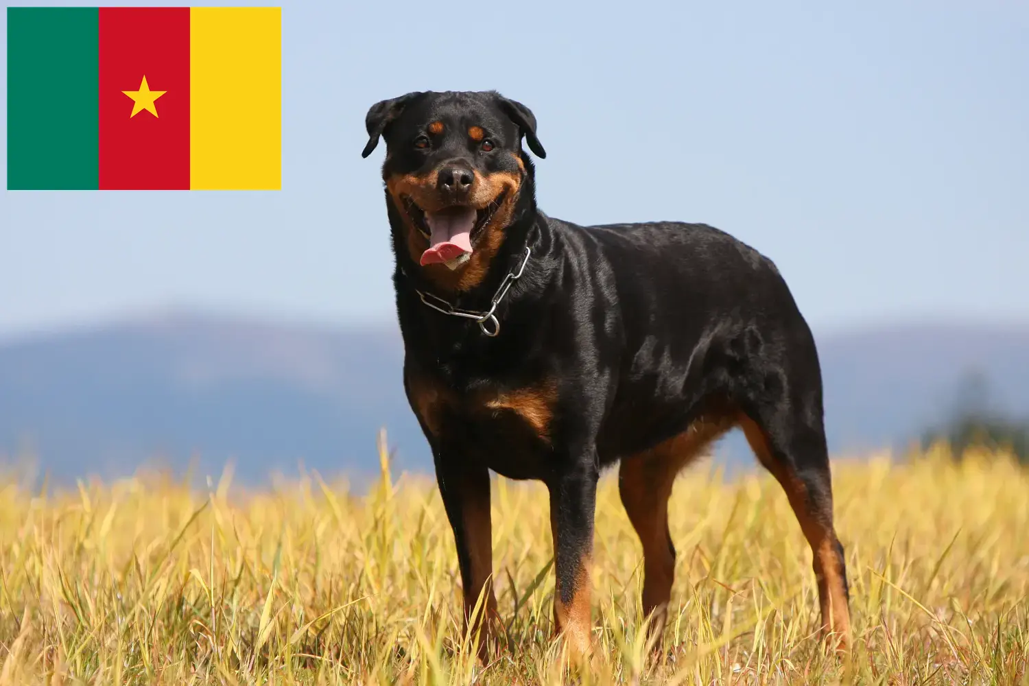 Read more about the article Hodowcy rottweilerów i szczenięta w Kamerunie