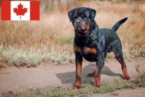 Read more about the article Hodowcy rottweilerów i szczenięta w Kanada