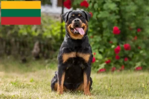 Read more about the article Hodowcy rottweilerów i szczenięta na Litwie