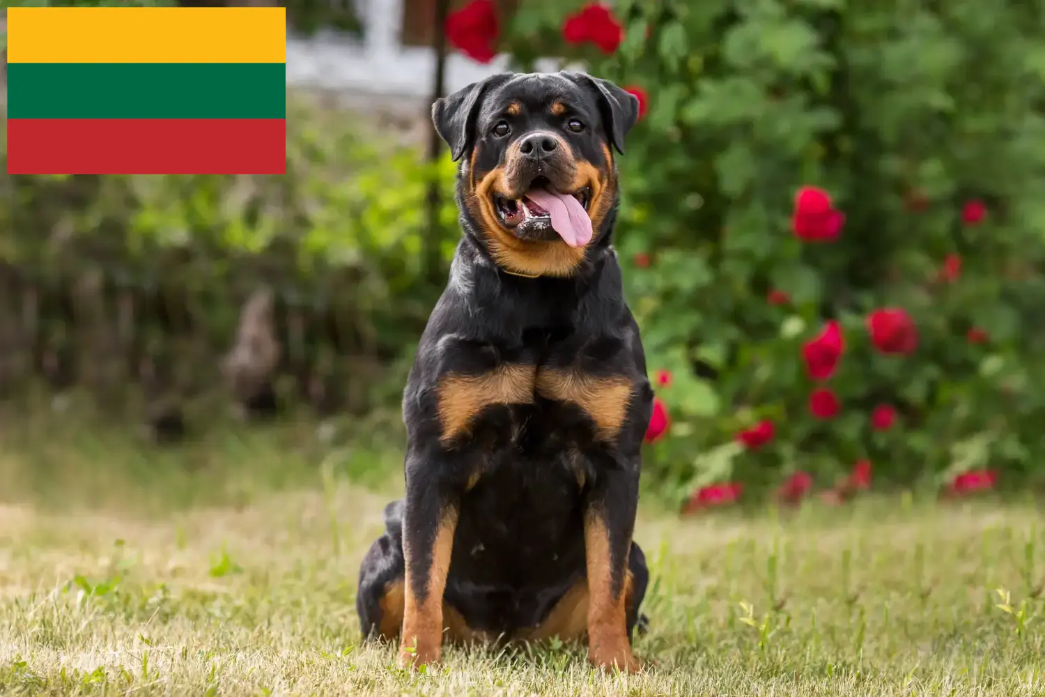 Read more about the article Hodowcy rottweilerów i szczenięta na Litwie