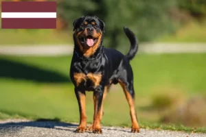 Read more about the article Hodowcy rottweilerów i szczenięta w Łotwa