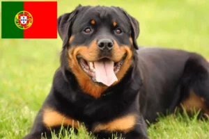 Read more about the article Hodowcy rottweilerów i szczenięta w Portugalia