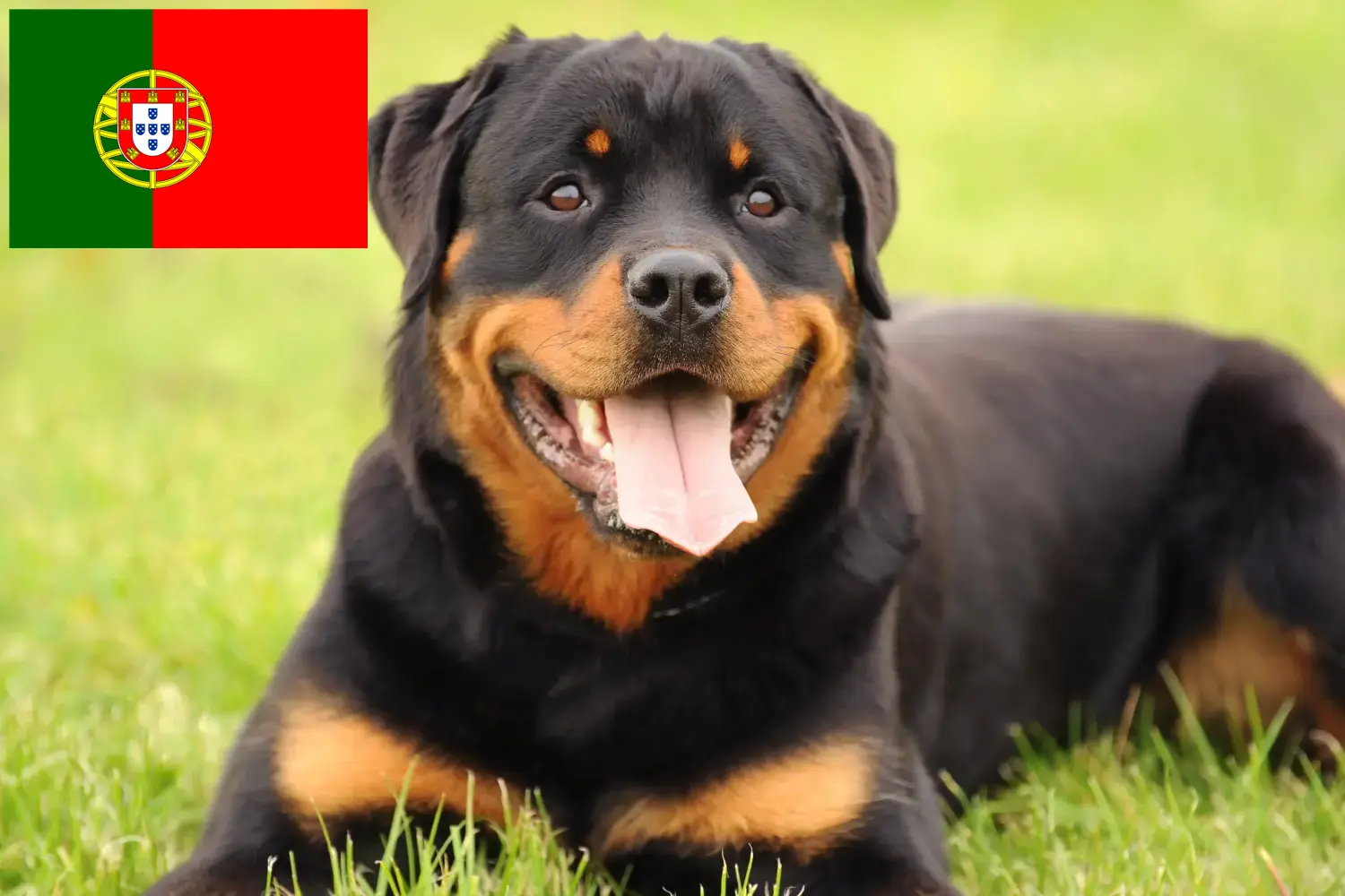 Read more about the article Hodowcy rottweilerów i szczenięta w Portugalia