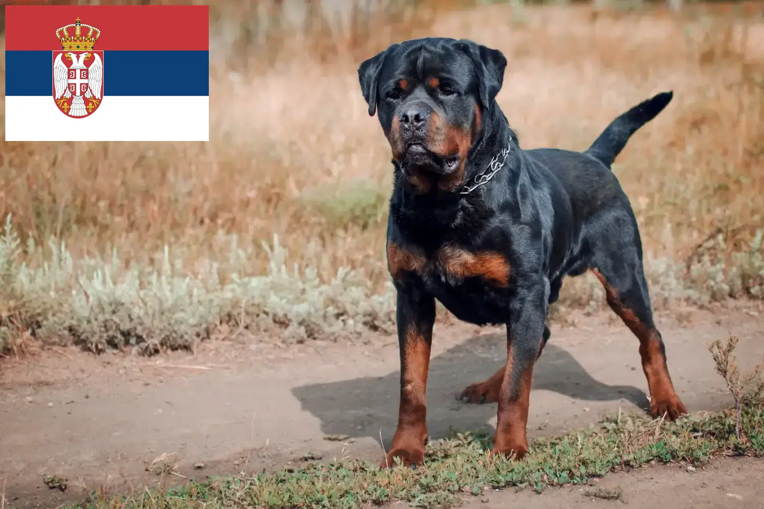 Read more about the article Hodowcy i szczenięta rottweilerów w Serbia