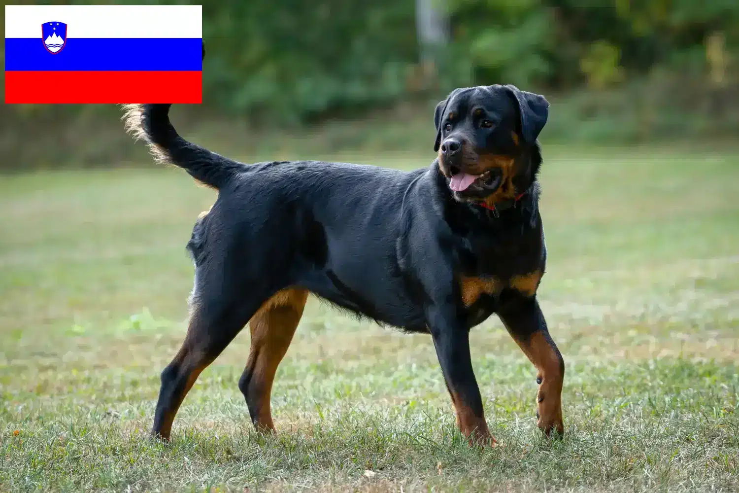 Read more about the article Hodowcy rottweilerów i szczenięta w Słowenii