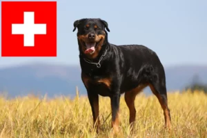 Read more about the article Hodowcy rottweilerów i szczenięta w Szwajcaria