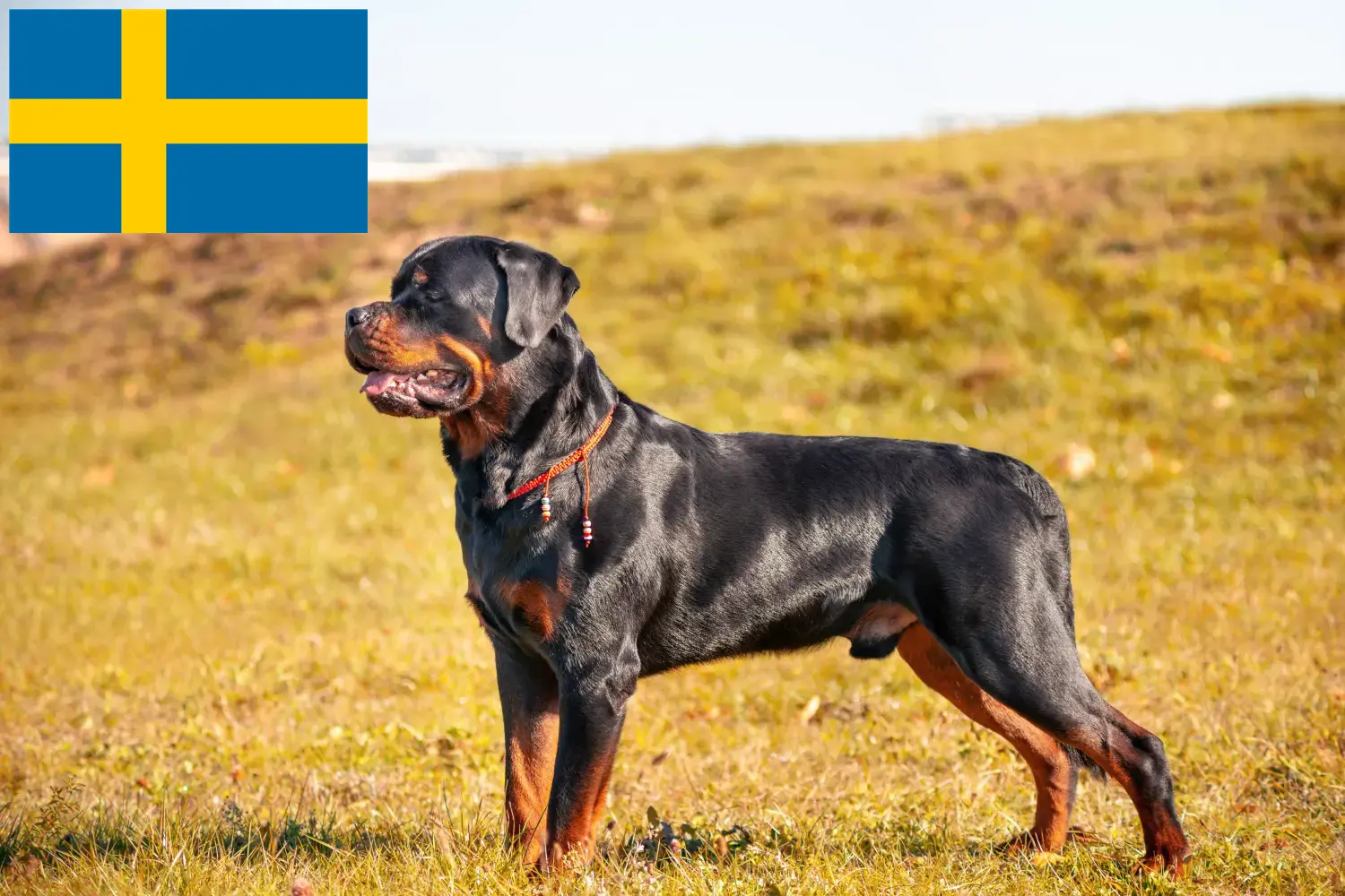 Szczenięta i hodowcy rottweilerów Szwecja Znajdź hodowców rottweilerów w Szwecja tutaj.