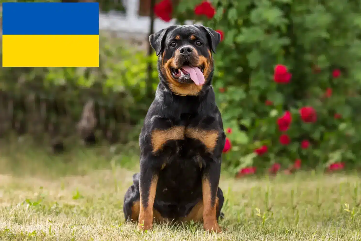 Read more about the article Hodowcy rottweilerów i szczenięta w Ukraina