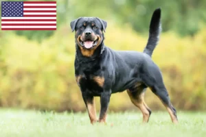 Read more about the article Hodowcy rottweilerów i szczenięta w USA