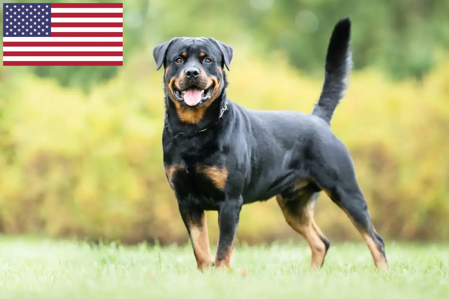 Szczenięta i hodowcy rottweilerów USA Tutaj znajdziesz hodowców rasy Rottweiler w USA.