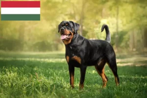 Read more about the article Hodowcy rottweilerów i szczenięta w Węgry