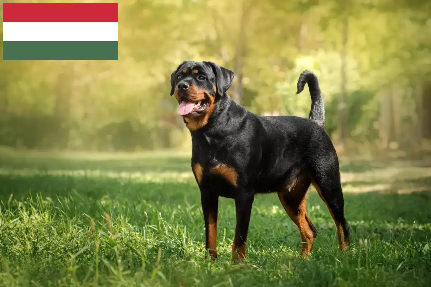 Rottweiler szczenięta i hodowcy Węgry Znajdź hodowców rottweilerów w Węgry tutaj.