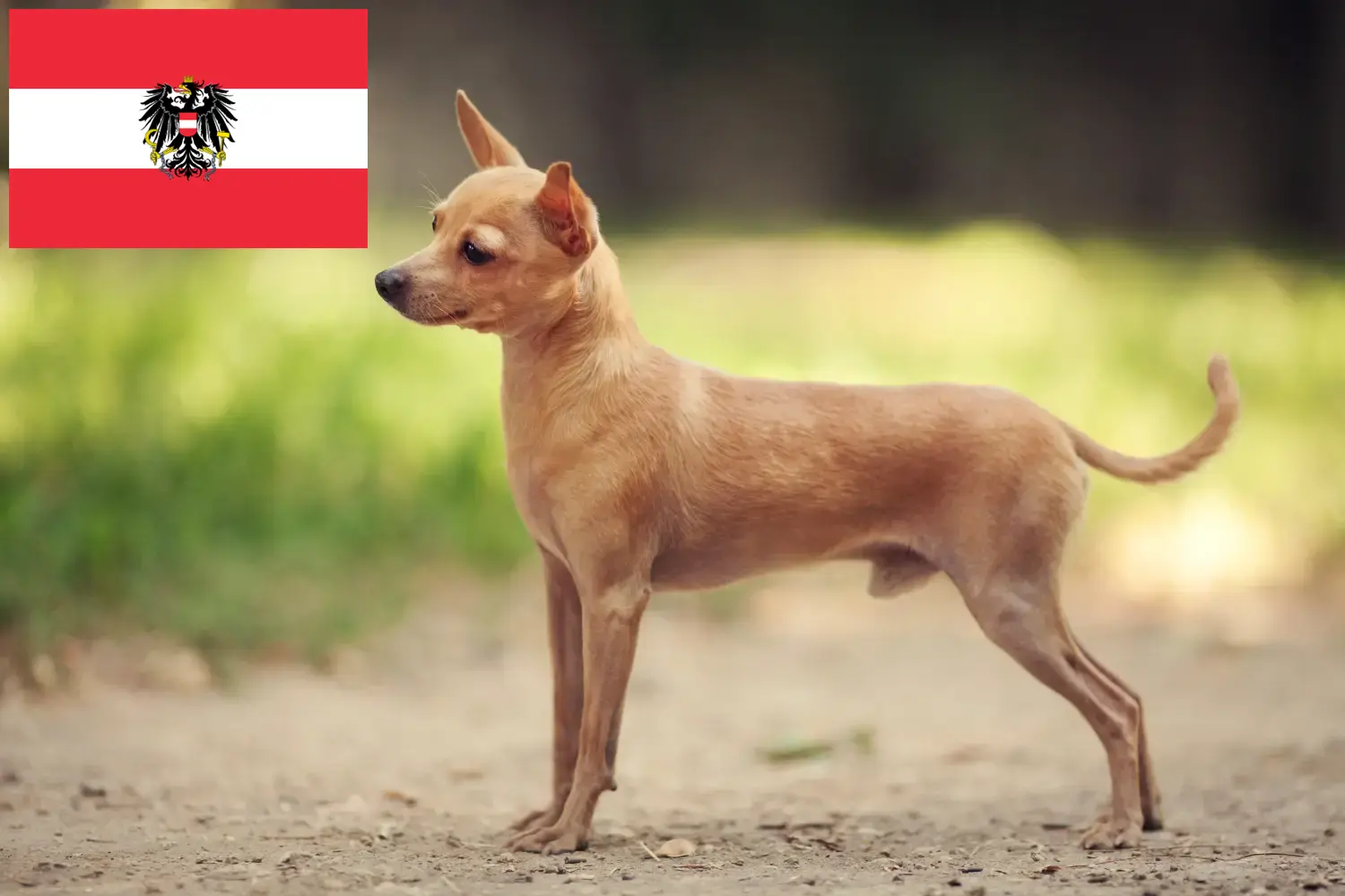 Russkiy Toy szczenięta i hodowcy Austria Tutaj można znaleźć hodowców Russkiy Toys w Austria.
