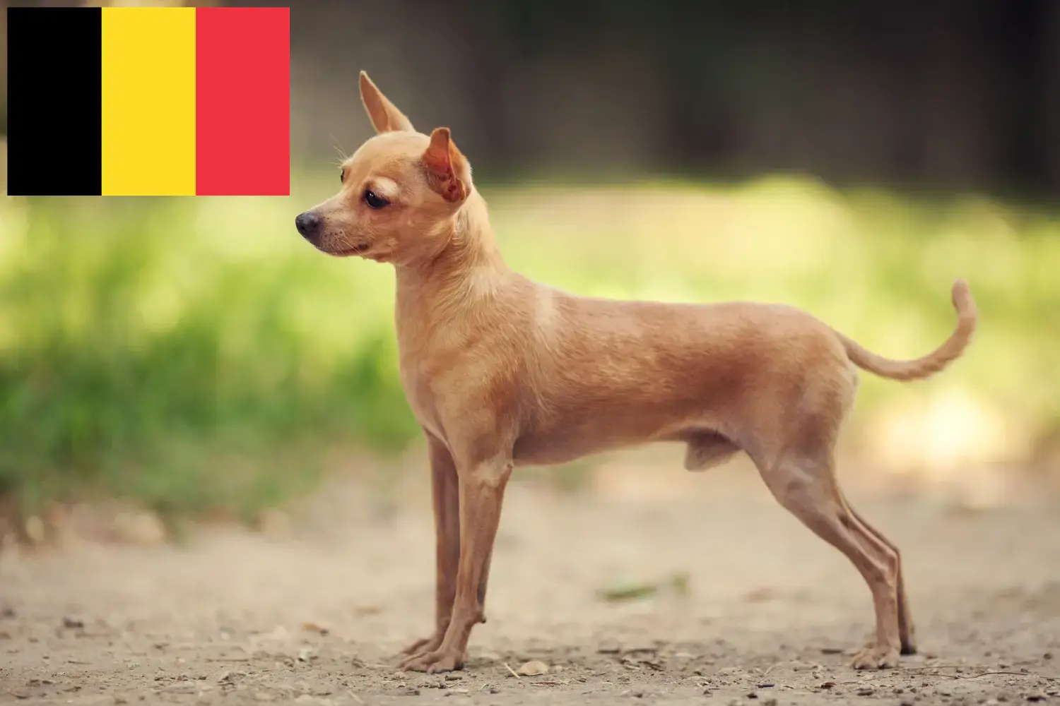 Russkiy Toy szczenięta i hodowcy Belgia Tutaj można znaleźć hodowców Russkiy Toys w Belgia.