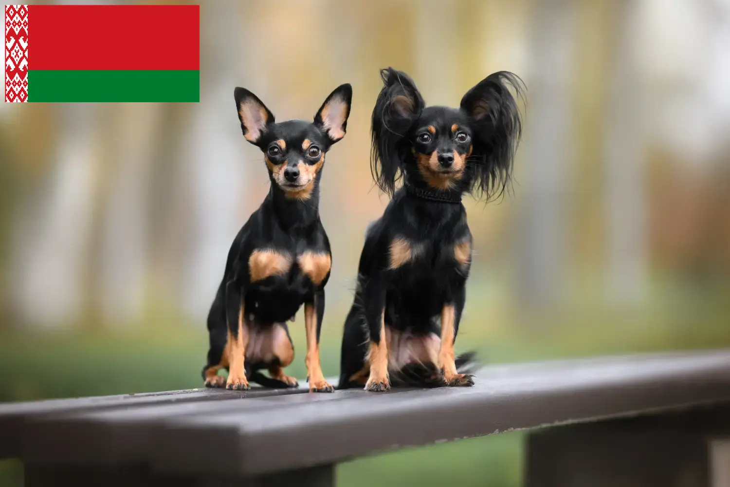 Russkiy Toy szczenięta i hodowcy Białoruś Tutaj można znaleźć hodowców Russkiy Toys w Białoruś.