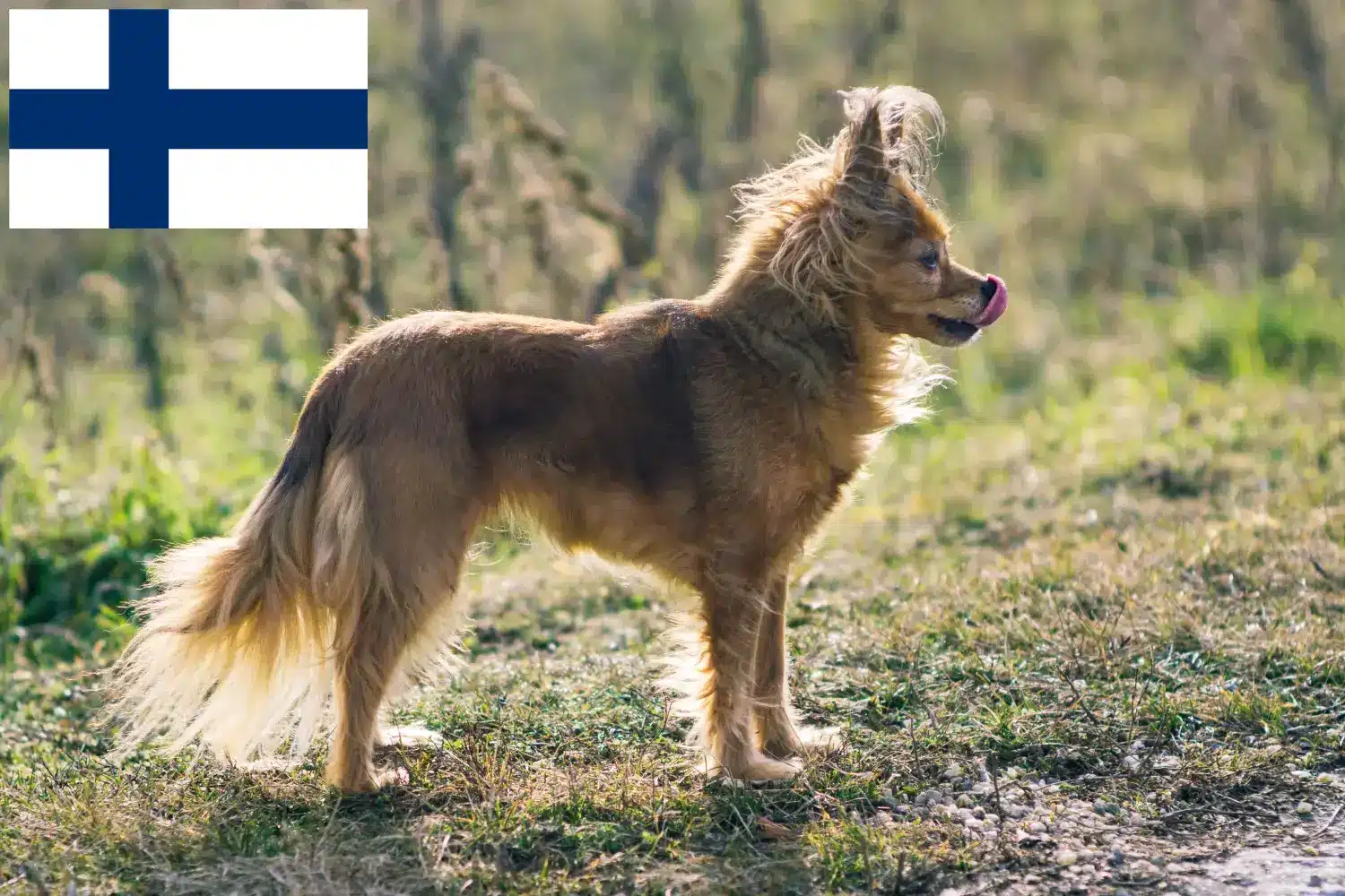 Russkiy Toy szczenięta i hodowcy Finlandia Tutaj można znaleźć hodowców Russkiy Toys w Finlandia.