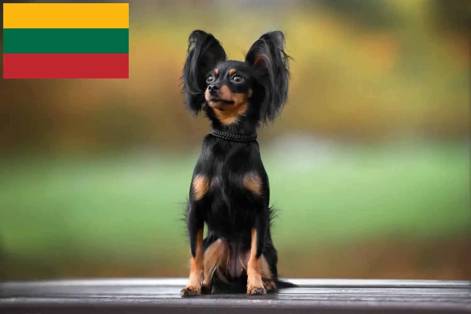 Russkiy Toy szczenięta i hodowcy Litwa Tutaj można znaleźć hodowców Russkiy Toys w Litwa.