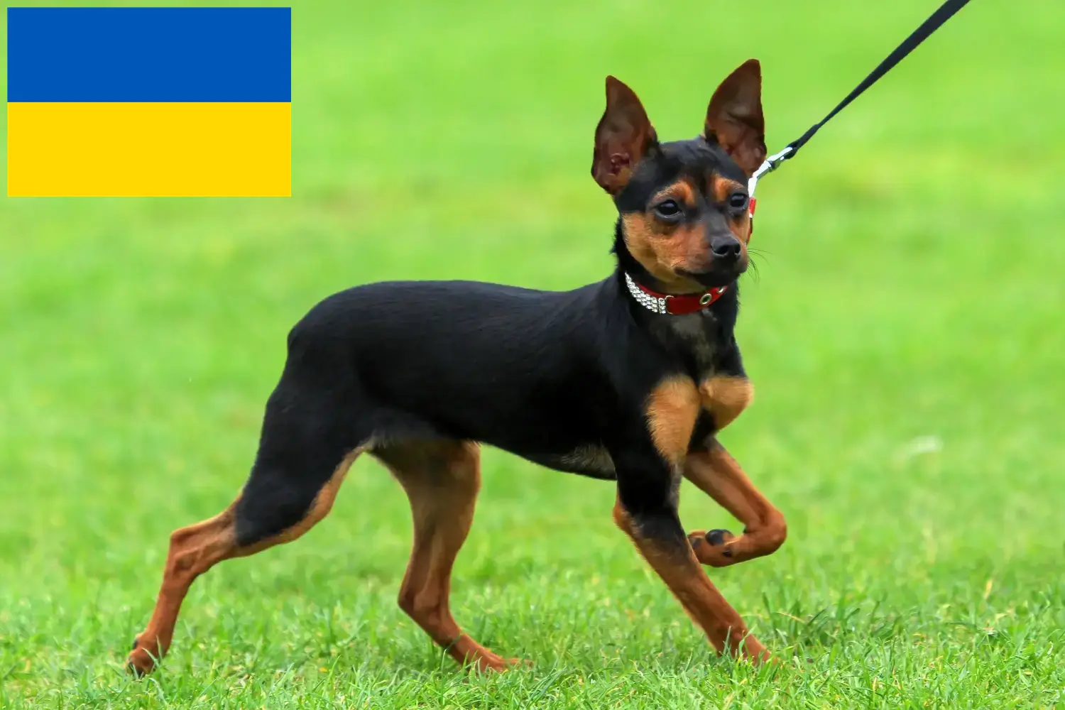 Russkiy Toy szczenięta i hodowcy Ukraina Tutaj można znaleźć hodowców Russkiy Toys w Ukraina.