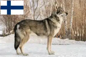Read more about the article Saarloos hodowcy psów wilkowatych i szczeniąt w Finlandia