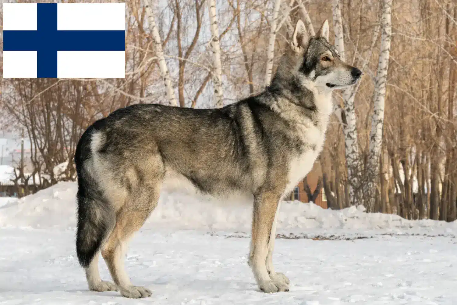 Read more about the article Saarloos hodowcy psów wilkowatych i szczeniąt w Finlandia