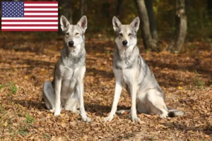 Read more about the article Hodowcy psów rasy wilczak saarloos i szczenięta w USA