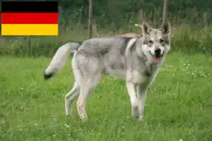 Read more about the article Saarloos Wolfhound hodowcy i szczenięta w Niemcy