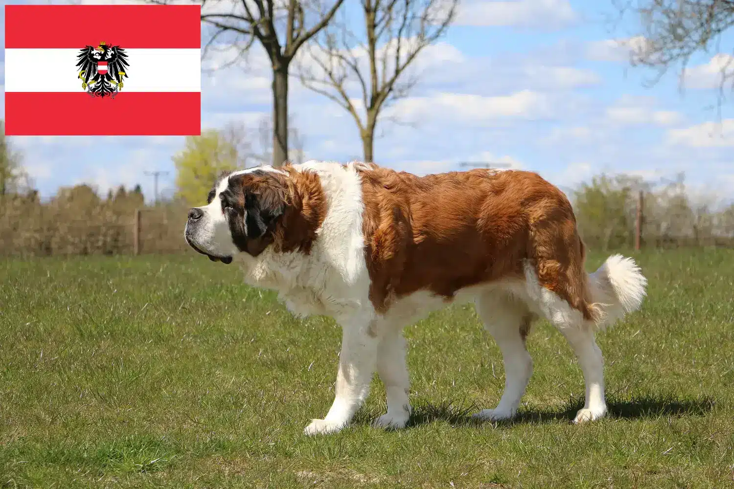 Bernardyn szczenięta i hodowcy Austria Tutaj znajdziesz hodowców rasy Bernardyn w Austria.