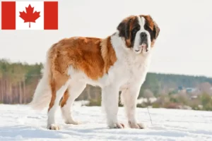 Read more about the article Hodowcy i szczenięta Saint Bernard w Kanada