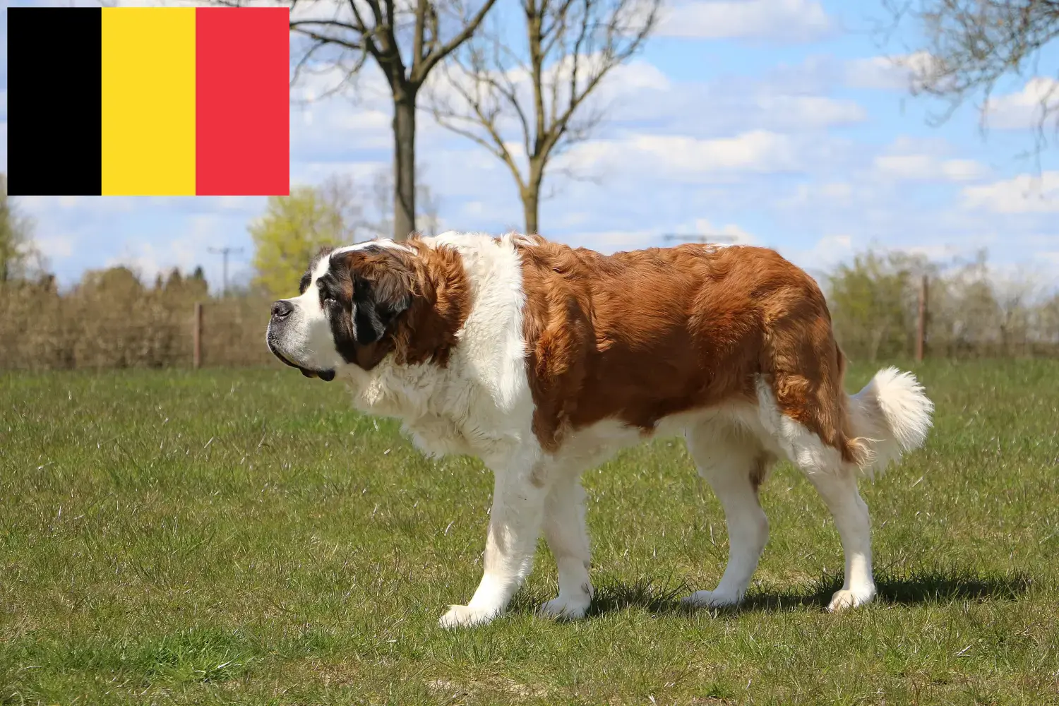 Bernardyn szczenięta i hodowcy Belgia Tutaj znajdziesz hodowców rasy Bernardyn w Belgia.