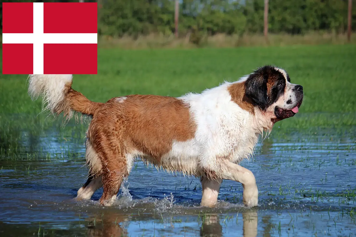 Szczeniaki i hodowcy Saint Bernard Dania Tutaj znajdziesz hodowców rasy Bernardyn w Dania.