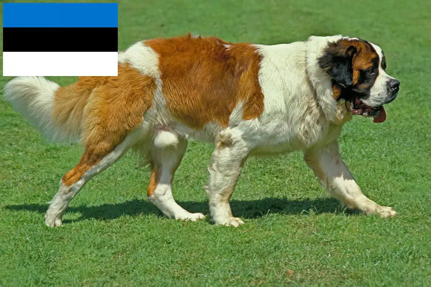 Szczeniaki i hodowcy rasy Bernardyn estoński Znajdź hodowców Saint Bernard w Estonia tutaj.
