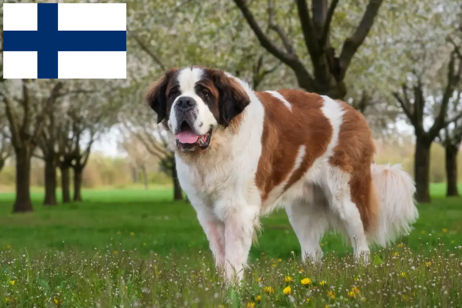 Bernardyn szczenięta i hodowcy Finlandia Tutaj znajdziesz hodowców rasy Bernardyn w Finlandia.