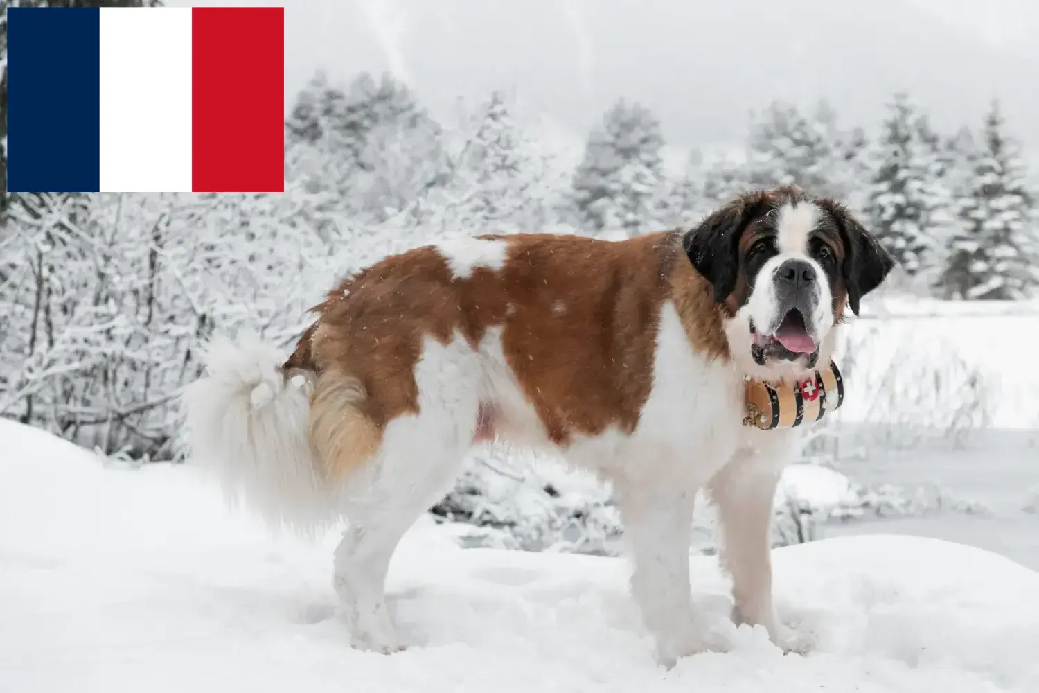 Szczeniaki i hodowcy Saint Bernard Francja Tutaj znajdziesz hodowców rasy Bernardyn w Francja.