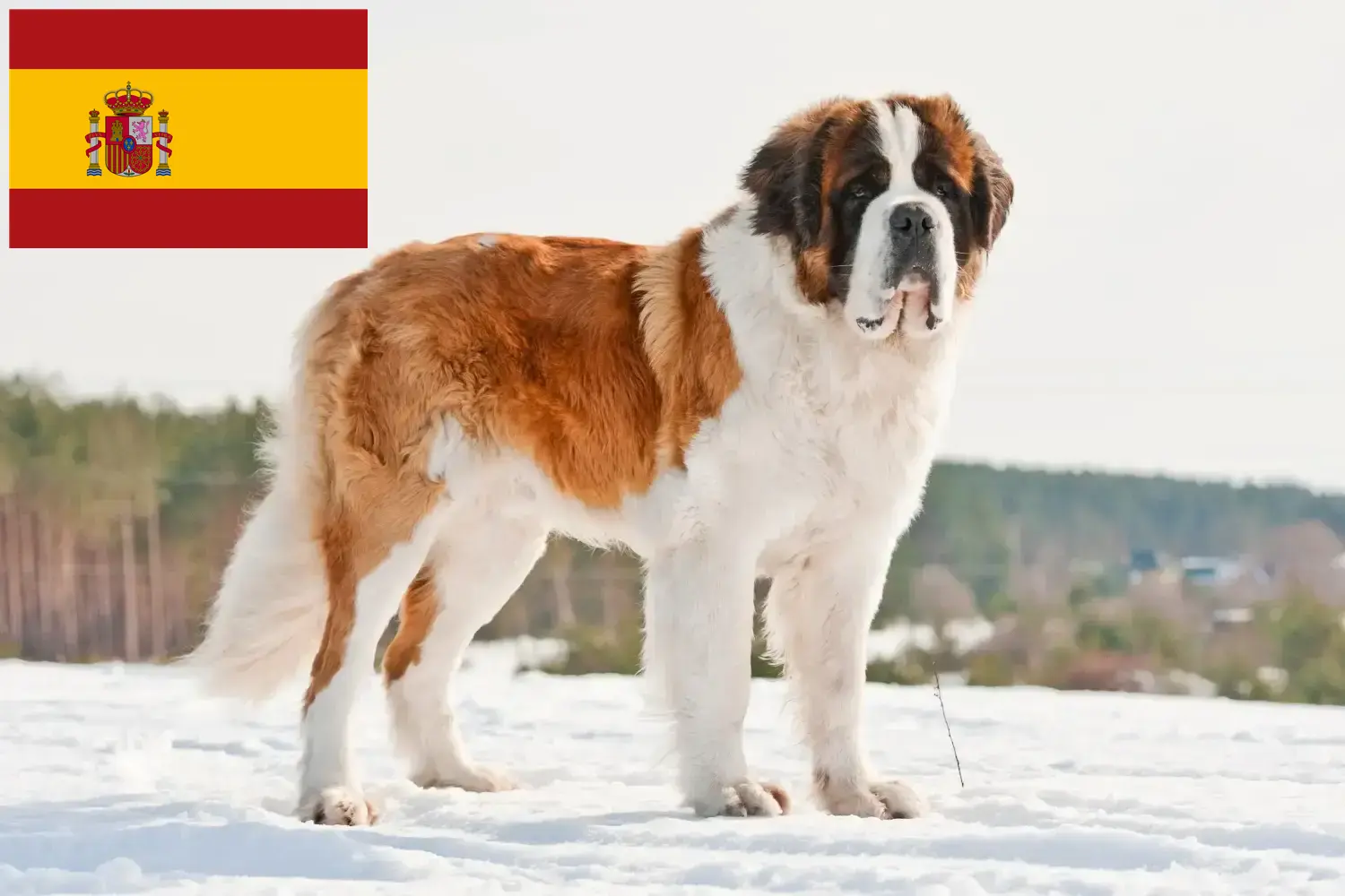 Szczeniaki i hodowcy Saint Bernard Hiszpania Tutaj znajdziesz hodowców rasy Bernardyn w Hiszpania.