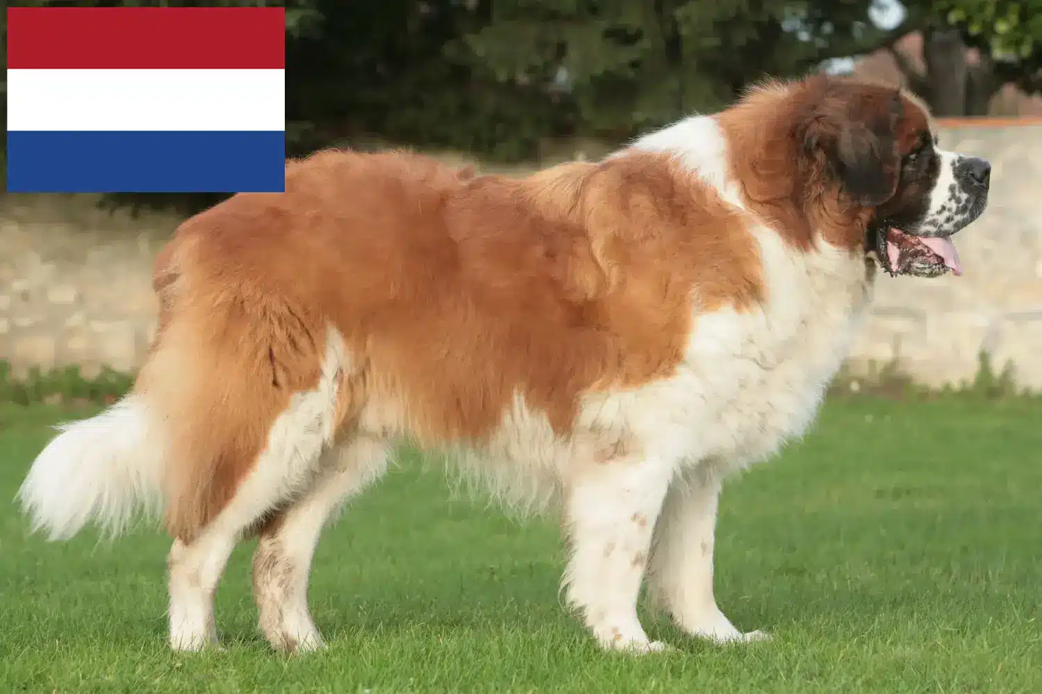 Szczeniaki i hodowcy rasy Bernardyn holenderski Tutaj możesz znaleźć hodowców Saint Bernard w Holandia.