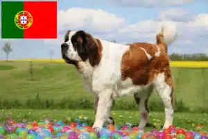 Read more about the article Hodowcy i szczenięta Saint Bernard w Portugalia